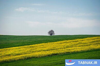 عکس: کلزا؛ کلید خودکفایی روغن در ایران
