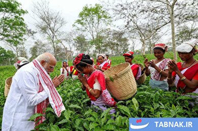 عکس: مشارکت نخست‌وزیر هند در برداشت برگ چای