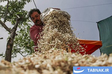 عکس: برداشت بهار نارنج در شیراز