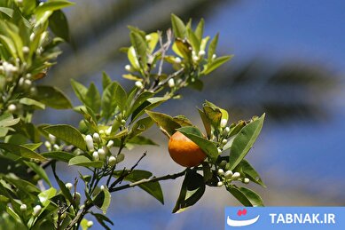 عکس: برداشت بهار نارنج در شیراز