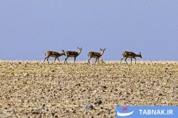 عکس: آخرین بازماندگان آهوی ایرانی در شمال غرب کشور