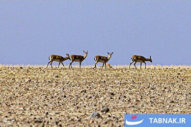 عکس: آخرین بازماندگان آهوی ایرانی در شمال غرب کشور