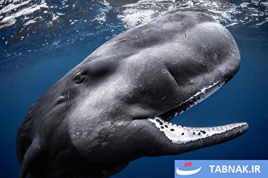 عکس: برگزیدگان عکس زیر آب سال ۲۰۲۶