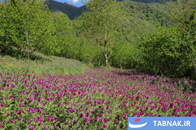 عکس: برداشت گل گاو زبان در رودسر