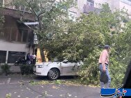 سقوط درختان در تهران در پی وزش باد شدید + عکس