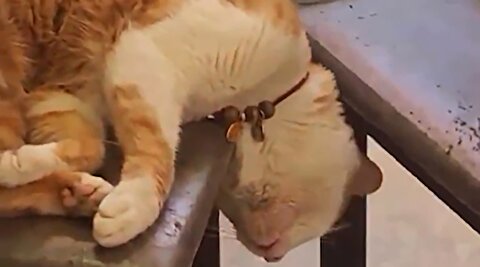 رفتار خاص با یک گربه که سوژه فضای مجازی شد