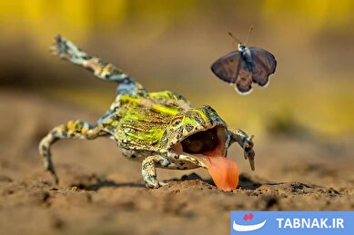 عکس: برندگان مسابقه عکاسی طبیعت سال ۲۰۲۶