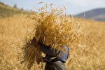 قانون ۴۸ ساعته تبدیل به ۲ ماهه شد / پول کلزا نقد شد، پول گندم نه!