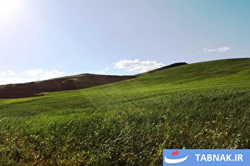 عکس: کشت گسترده گندم در دشت‌های زنجان