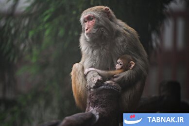 عکس: حیات وحش در هفته‌ای که گذشت
