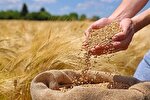 سفره‌های نسیه، وعده‌های نقد/  چرا حق قانونی گندمکار در راهروهای بودجه گم شد؟