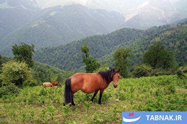 عکس: ماسال؛ نگین سبز گیلان و سرزمین آبشارها