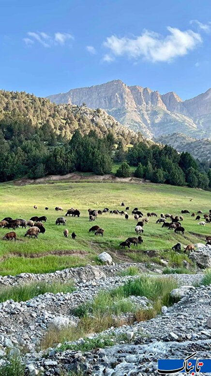 تصاویر دیدنی: بزغاله بازیگوش در طبیعت زیبای اولنگ حیدر