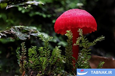 عکس: تصاویر برگزیده جایزه عکاسی علمی «بیکر استریت»