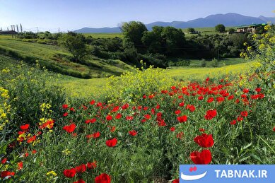 عکس: گلستان؛ بومِ نقاشیِ طبیعت با رنگِ شقایق