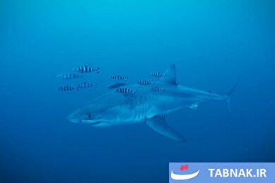 عکس: هفته‌ای در حیات‌وحش