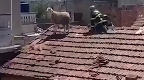 فرار گوسفند قربانی روی پشت‌بام ساختمان!