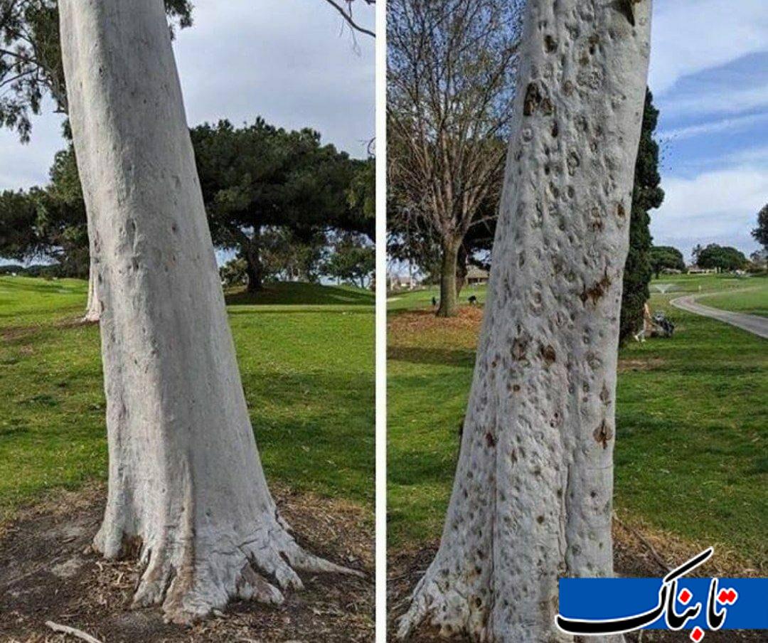 تصویری از دو چهره یک درخت در زمین گلف