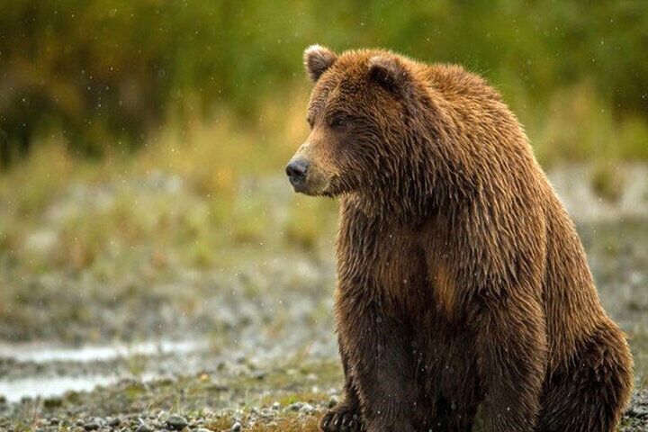 تیراندازی به خرس قهوهای در آمل