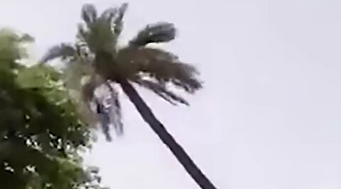 دستگیری یک متهم فراری با قطع درخت نخل!