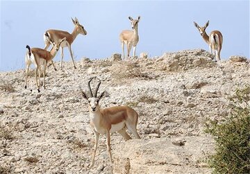 شفافسازی درباره انتشار خبر کذب پیرامون آهوهای جزیره خارگ شفافسازی درباره انتشار خبر کذب پیرامون آهوهای جزیره خارگ