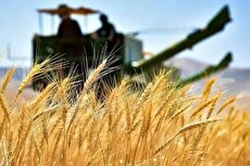 کشاورز گندم را انبار کرده تا مطالبات معوقشان را از دولت بگیرند / نانوایان برای بقا قیمت نان را بالا بردند !