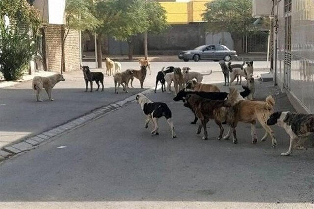 سنندج در شوک یک حادثه تلخ!