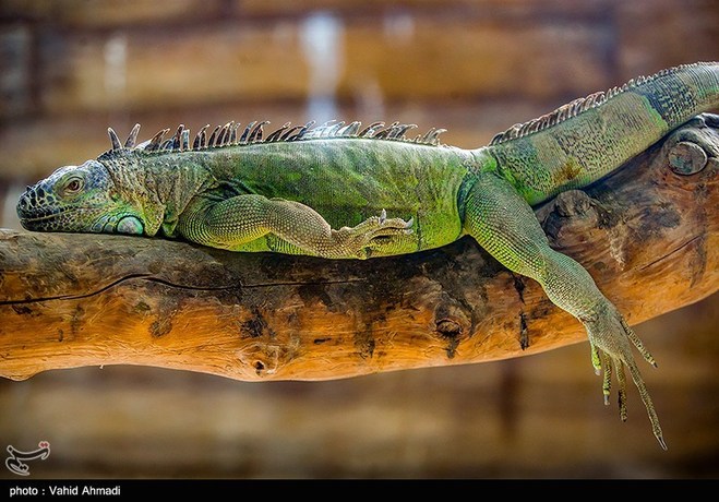 تصاویر جالب از باغ وحش ارم تهران