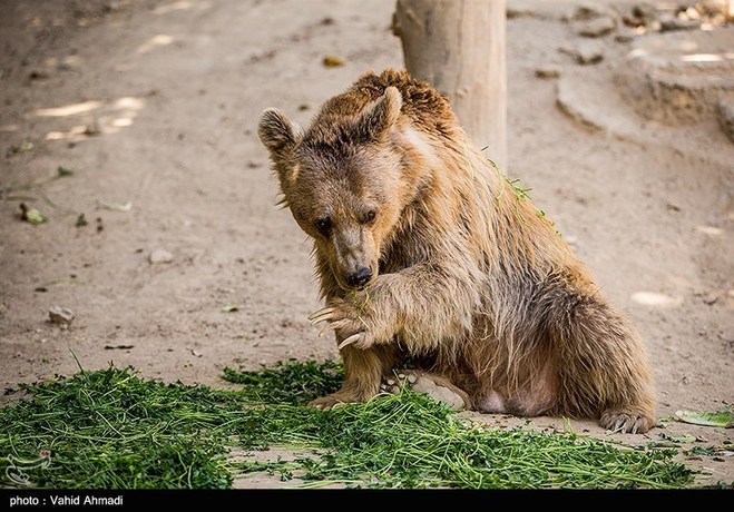 تصاویر جالب از باغ وحش ارم تهران
