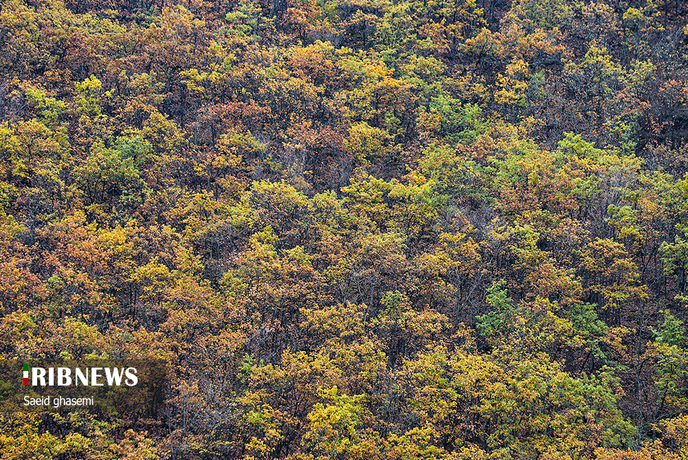 پاییز هزار رنگ در ارسباران مه آلود