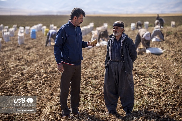 برداشت سیب زمینی ازدشت های کردستان