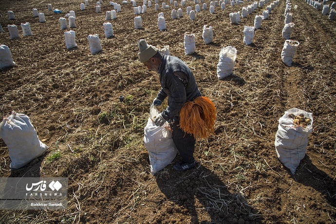 برداشت سیب زمینی ازدشت های کردستان