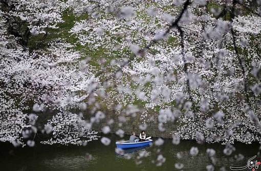 شکوفه های گیلاس، پکن
