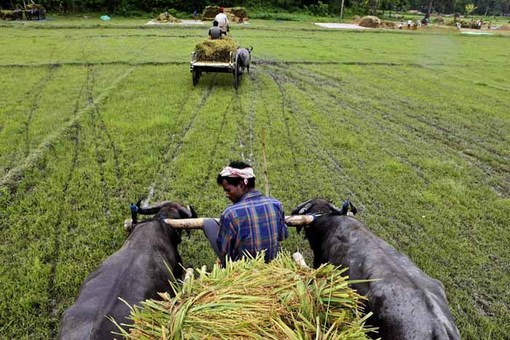 برداشت برنج از مزارعی در هند.
AP Photo/Anupam Nath
