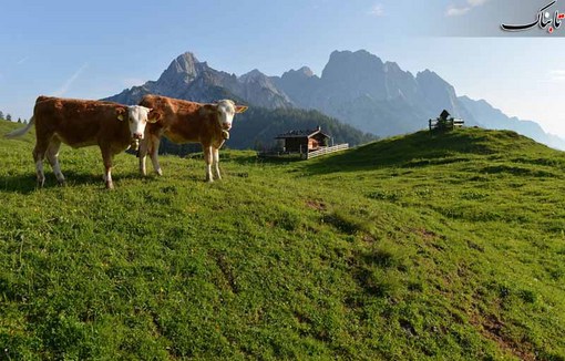کوهستان&zwnj;های ییلاقی اتریش، یکی از مناطق پر طرفدار مردم در تابستان های گرم اروپاست.
AP Photo/Kerstin Joensson