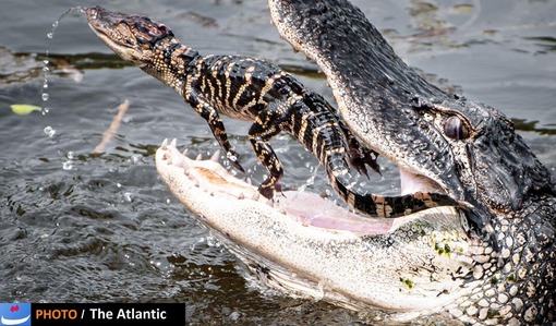 Steve Scherer/National Geographic Photo Contest
