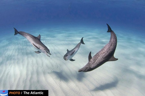John Gaskell/National Geographic Photo Contest
