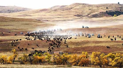 گله بوفالوها در داکوتای جنوبی