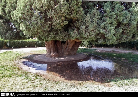 سرو ابرکوه (ابرقو) با عمر تقریبی بیش از ۴۰۰۰ سال به عنوان پیرترین درخت ایران و دومین درخت پیر جهان به حساب می&zwnj;آید. این درخت که در استان یزد قرار دارد، از آثار طبیعی ملی ایران است.
