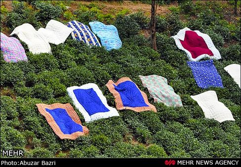 استقبال از بهار در روستاهای گیلان