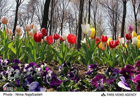 جشنواره گلهای پیازی در بوستان ملت مشهد