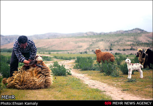 زندگی کوچ&zwnj;نشینی ایل باچوانلو خراسان شمالی
