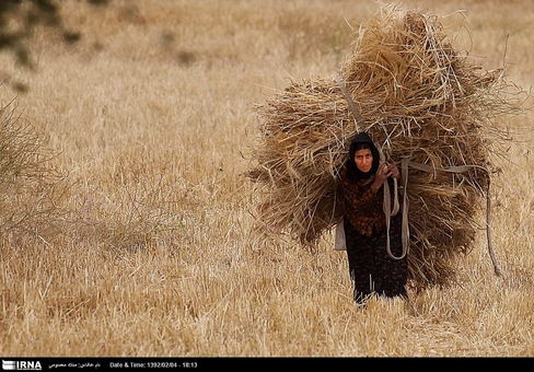 برداشت گندم و جو در مزارع شهرستان&zwnj;های لالی و اندیکا واقع در شمال شرق خوزستان که از هفته پایان فروردین آغاز شده، تا پایان خرداد ادامه خواهد داشت.