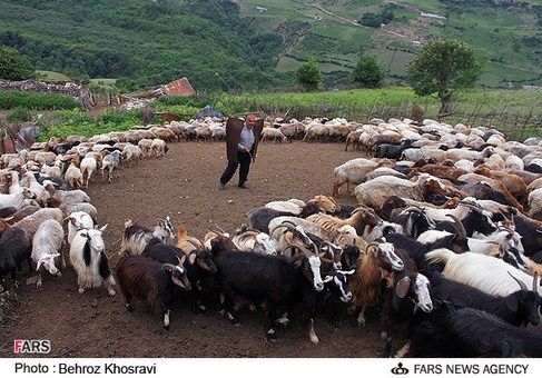 آئین سنتی شیردوشان