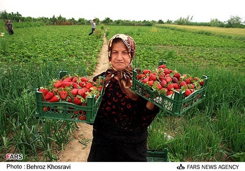 برداشت توت فرنگی در بهنمیر استان مازندران