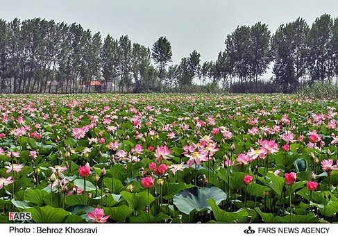 نیلوفرهای آبی در مرداب روستای تیربیجان شهرستان آمل