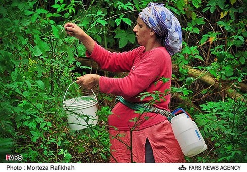 برداشت تمشک از جنگل&zwnj;های روستای ملک&zwnj;رود استان گیلان
