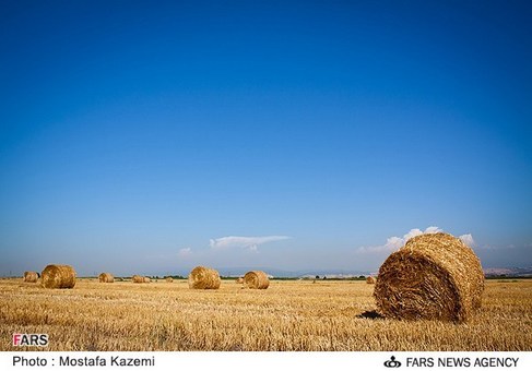 مزرعه گندم در استان مازندران