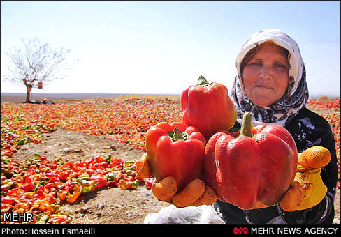 برداشت فلفل در روستای بیزه شهرستان سبزوار