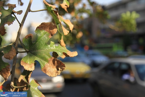 خشکی و پژمردگی زود رس